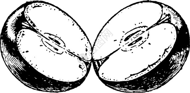分裂苹果岩苹果复古插画白色黑色绘画雕刻艺术插图插画