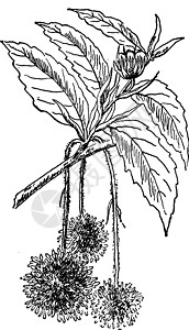 鲜花的古代插图山毛榉树叶黑色雕刻白色艺术绘画插画