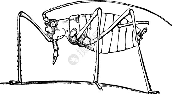 旧式插图植物昆虫吮吸背景图片