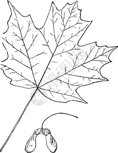 宏碁属枫复古插画树叶绘画叶子黑色艺术雕刻插图白色背景图片