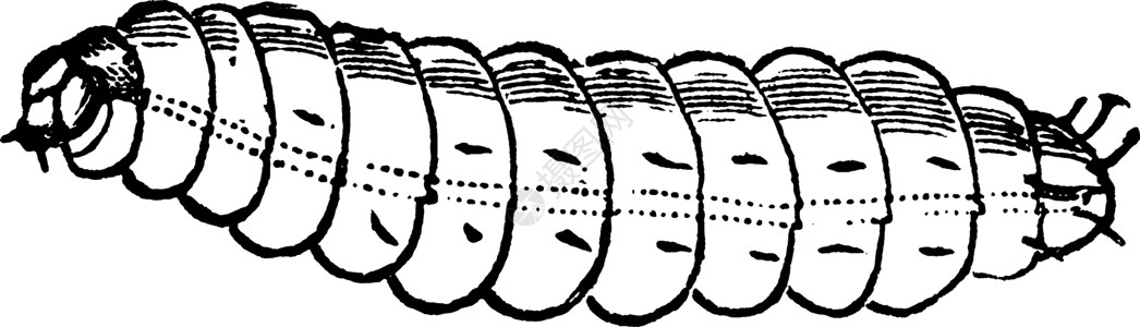 洛基古董插图仙茅地区山脉插画