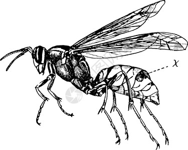 黄蜂 古董插图毒刺猎物背景图片