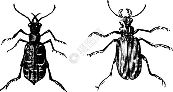 老虎甲壳虫 陈年插图背景图片
