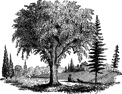 树木复古插画的领域背景图片