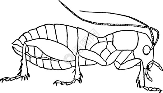 沙蟋蟀复古插画背景图片