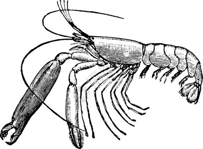 红虾 古董插图高清图片