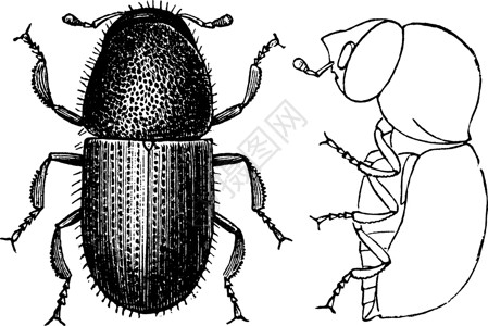 Pin Borer 陈年插图背景图片