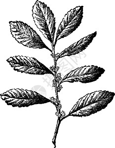 茶树复古插画锯齿状插图艺术雕刻灌木黑色树叶白色绘画背景图片