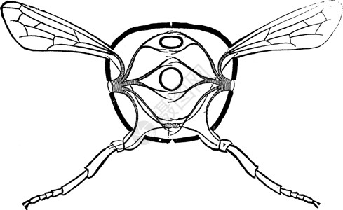 横贯Thorax 陈年插图背景图片