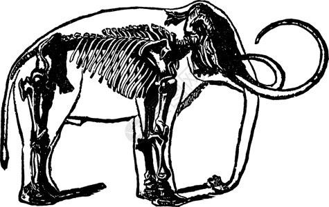 猛犸象复古插图的骨架插画