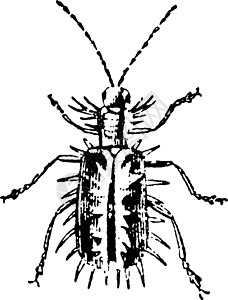 破坏性昆虫古董插图植被昆虫破坏性插画