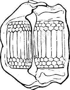 穆拉吉滑板 古董插图插画