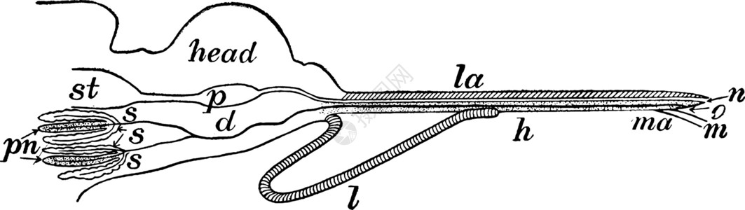 Proboscis 旧式插图背景图片