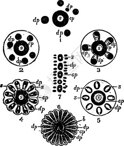 水螅属插图黑色艺术家庭班级雕刻白色绘画插画