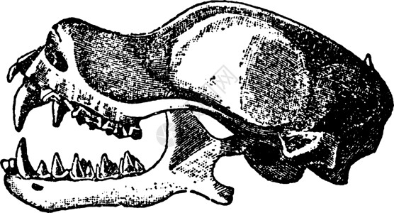 鼻息肉犀牛微生素 古代插图插画