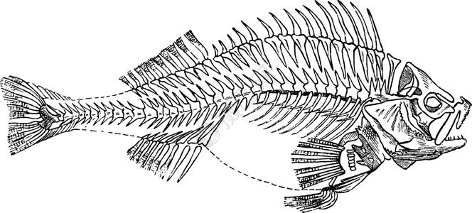 鱼骨架复古插画插画