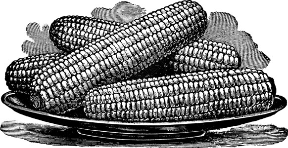 肯纳利的外额甜玉米古董插图背景图片