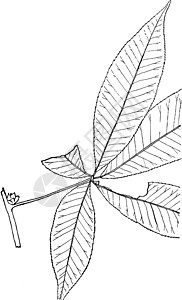 无患子七叶树属复古插画艺术板栗插图绘画植物雕刻白色黑色家庭荔枝插画