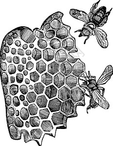 蜜蜂细胞 陈年插图背景图片