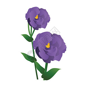 洋桔梗花矢量图的紫色桔梗花与绿色 lea插画