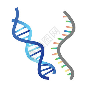 二代测序白色背景上的 DNA 和 RNA 矢量图解插画