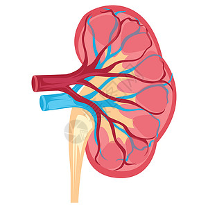 多囊卵巢白色 bac 人体肾脏矢量图解的解剖设计设计图片