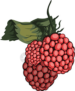 白团果红ras莓果和绿叶白的矢量插图插画