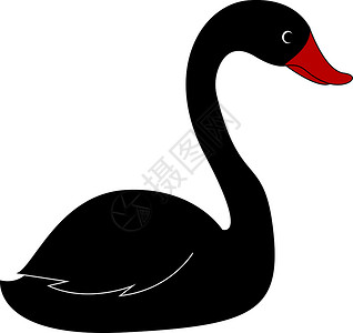 黑白天鹅美丽的黑天鹅 插图 白色背景的矢量插画