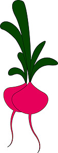 上部甜菜粉色甜菜 有绿叶 插图 白背面矢量设计图片