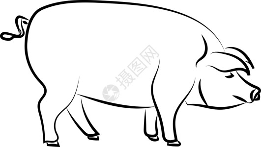 猪油菌大猪站立 插图 白色背景的矢量插画