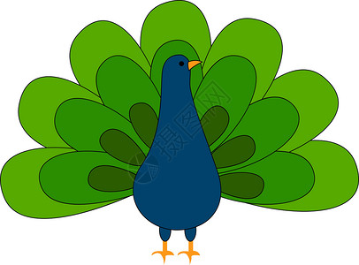 美丽的孔雀 插图 白色背景的矢量绘画羽毛情调动物尾巴蓝色绿色问候语打印异国背景图片