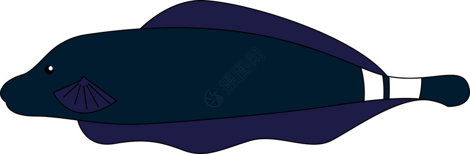 紫檀黑色大黑鬼底刀鱼 插图 白色背脊矢量插画