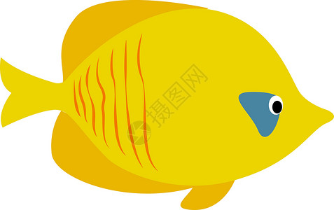 鳗鲞白色背景上的黄色软骨海洋下巴食物叶鳍绘画水产养殖神灵避难所插画