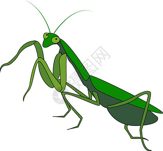 白色背景上的绿色螳螂插画矢量漏洞卡通片乐趣生活吉祥物自然触角生物昆虫动物背景图片
