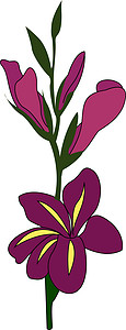花瓶里紫色花紫色花兰地 插图 白色背景的矢量插画