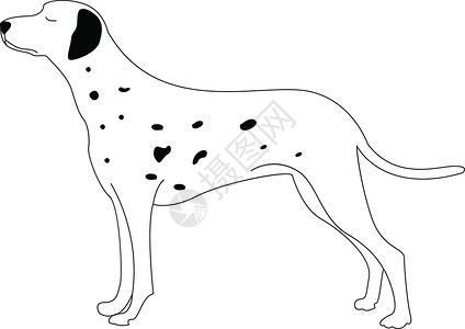 亮白提亮Dalmatian 狗 插图 白背景的矢量插画