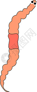 蚯蚓粪橙色蚯蚓 插图 白色背景的矢量设计图片