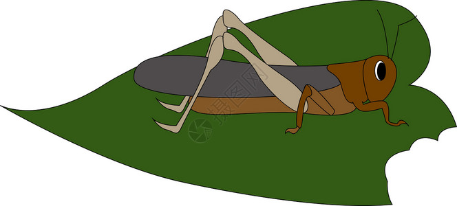 核桃王公园叶子 插图 白底矢量的蝗虫插画