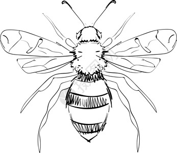 野生蜜蜂白色背景上的蜜蜂昆虫微笑飞行野生动物快乐绘画动物卡通片蜂蜜艺术插画