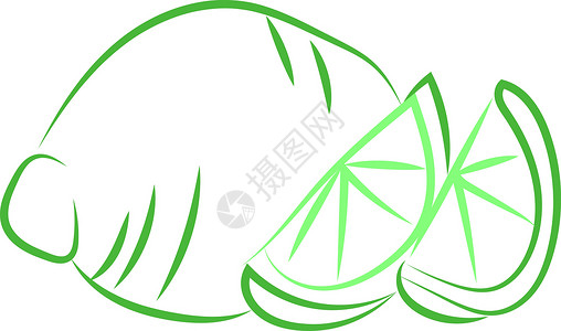 绿色石灰绘制 插图 白色背景的矢量水果热带草图艺术饮食叶子水彩食物墙纸柠檬背景图片