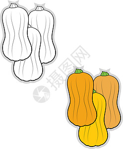 白色背景上的胡桃南瓜插画矢量卡通片南瓜食物蔬菜绿色植物叶子绘画涂鸦壁球插画