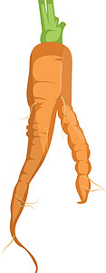 蔬菜上惠特的橙色卡通胡萝卜矢量图背景图片