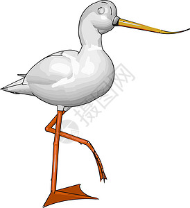 Herons 矢量或颜色插图背景图片