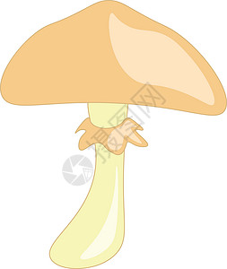 伞形真菌矢量或颜色插图背景图片