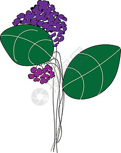 含有绿叶矢量或c的紫色花朵背景图片