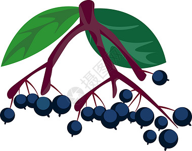 树叶脉络树枝上的两束接骨木浆果或 c插画