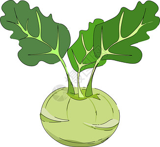 肥硕绘制kohlrabi/Cabbage 多样性矢量或颜色插图i插画