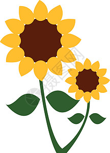 向日葵植物 有两个花头矢量或颜色背景图片