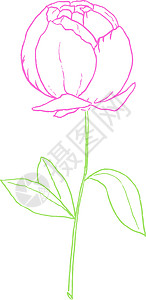 粉色白色楼梯绘制有绿叶矢量或果子的紫色玫瑰插画