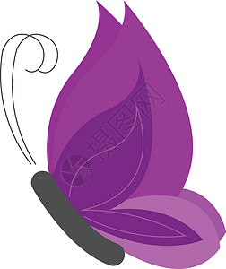 紫色蝴蝶紫外蝴蝶 矢量或颜色插图设计图片
